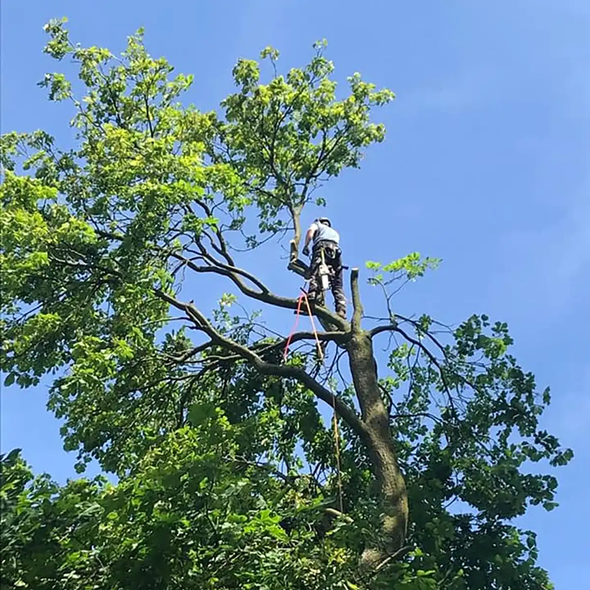 Horse Chestnut Removal