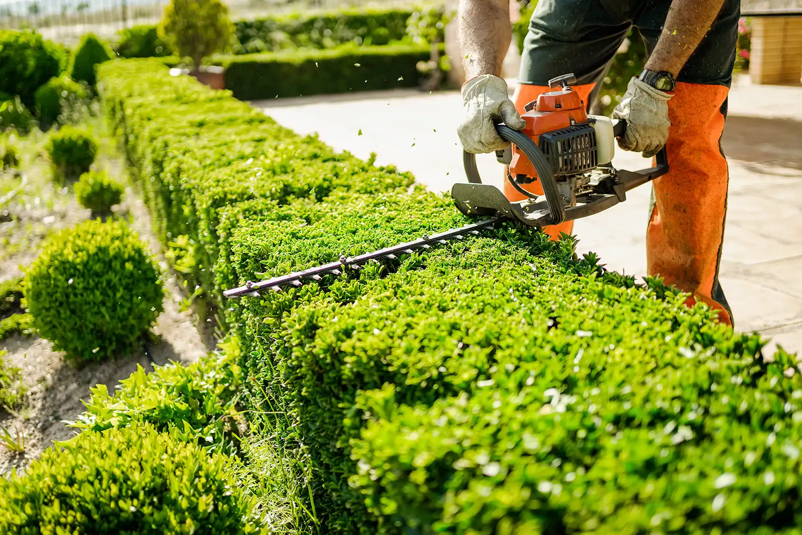 Hedge Cutting & Maintenance